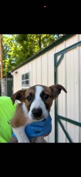 Mixed Breed Dogs Available for Adoption in Lawrenceburg, Tennessee - Seven Litter Pup 5 | PetCurious
