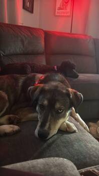 Rizzy -  Shepherd Dog for Adoption in Grand Forks, North Dakota - Rizzy | PetCurious
