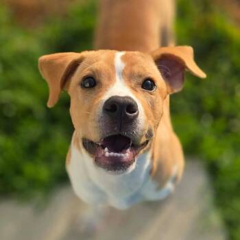 Java -  Pit Bull Terrier and Terrier Dog for Adoption in Bryan, Texas - Java | PetCurious