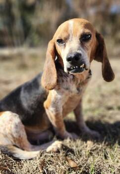 Beagle Dogs Available for Adoption in Troy, Alabama - Fred * Senior * | PetCurious