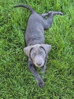 Maleko -  Labrador Retriever Dog for Adoption in Colorado Springs, Colorado - Maleko | PetCurious