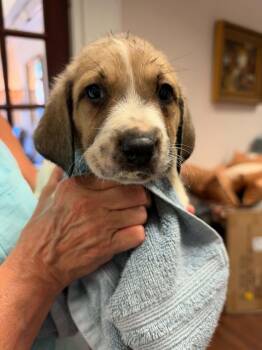 Merlin - Halloween Litter -  Anatolian Shepherd and Hound Dog for Adoption in Holly Springs, North Carolina - Merlin - Halloween Litter | PetCurious