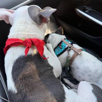 Mixed Breed Dogs Available for Adoption in San Diego, California - Penelope Aka Cheeks | PetCurious
