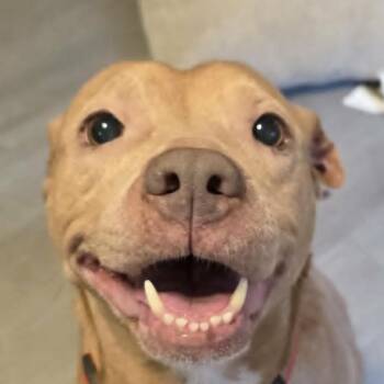 Nala (20260915-07) -  Boxer Dog for Adoption in Niagara Falls, Ontario - Nala (20260915-07) | PetCurious