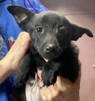 Chiweenie Dogs Available for Adoption in Vacaville, California - TOFU | PetCurious