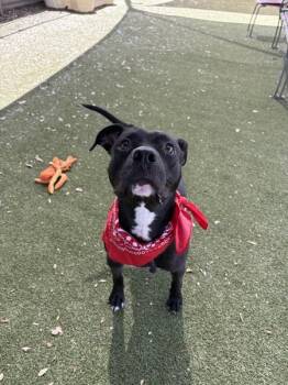 Pepper Jack -  Mixed Breed and American Staffordshire Terrier Dog for Adoption in Austin, Texas - Pepper Jack | PetCurious