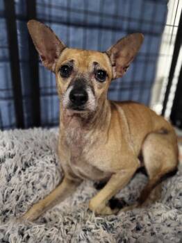 Rescue Chihuahua Dogs for Adoption in Phoenix, Arizona - Ernie | PetCurious
