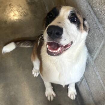 Mixed Breed Dogs Available for Adoption in Bentonville, Arkansas - Hazel | PetCurious