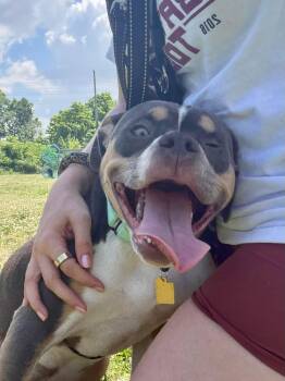 Mindy -  Pit Bull Terrier Dog for Adoption in Cleveland, Ohio - Mindy | PetCurious