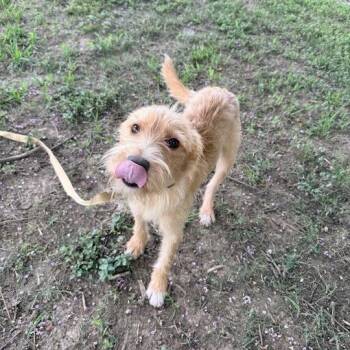 Gully -  Terrier and Mixed Breed Dog for Adoption in Carencro, Louisiana - Gully | PetCurious