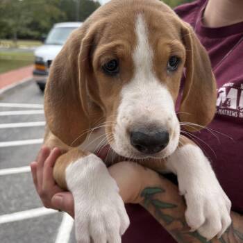 Tex -  American Foxhound Dog for Adoption in Gloucester, Virginia - Tex | PetCurious