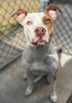Pit Bull Terrier Dogs Available for Adoption in Chicago, Illinois - Cadence | PetCurious
