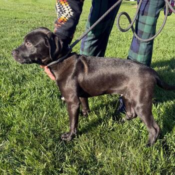Rescue Labrador Retriever Dogs for Adoption in Alma, Michigan - Toast | PetCurious