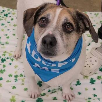 Beagle Dogs Available for Adoption in Manchester, New Hampshire - Turtle Tuck In NH! Come Meet Our Adoptable Dogs Wed-Sat, More In | PetCurious