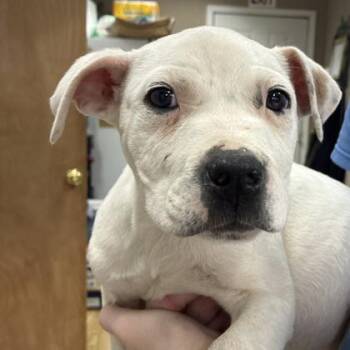 Mixed Breed Dogs Available for Adoption - Frappe | PetCurious