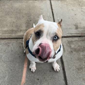 American Bulldog and Mixed Breed Dogs Available for Adoption in Warwick, Rhode Island - Nantucket | PetCurious