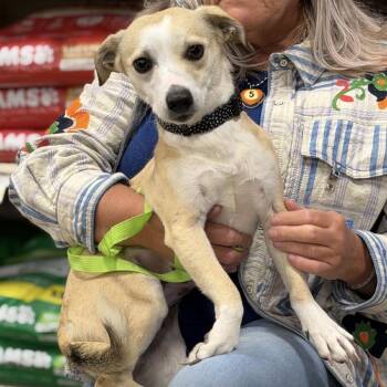 Terrier Dogs Available for Adoption in Waterford, New Jersey - GOLDIE | PetCurious
