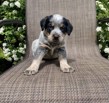 Australian Cattle Dog Blue Heeler Dogs Available for Adoption in Armada, Michigan - Ranger And His Brothers | PetCurious
