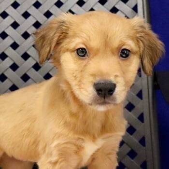 Rescue Labrador Retriever Dogs for Adoption in Fort Davis, Texas - Molly | PetCurious