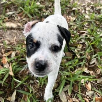 Chihuahua and Terrier Dogs Available for Adoption in Liverpool, Texas - Mario | PetCurious
