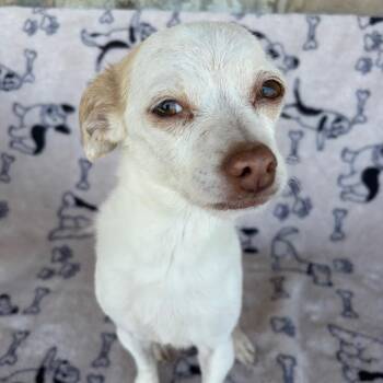 Sara-Q Tri-pod -  Chihuahua Dog for Adoption in Chico, California - Sara-Q Tri-pod | PetCurious