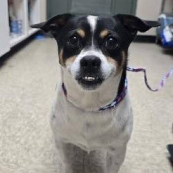 Dog 1 6/12/26 -  Chihuahua and Mixed Breed Dog for Adoption in Bullhead City, Arizona - Dog 1 6/12/26 | PetCurious