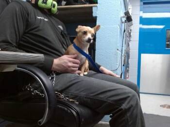 COURTNEYLOUE -  Chihuahua and Mixed Breed Dog for Adoption in Albuquerque, New Mexico - COURTNEYLOUE | PetCurious