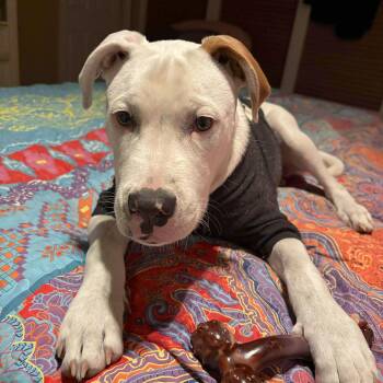 Terrier and Pointer Dogs Available for Adoption - Esquire | PetCurious