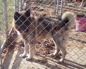 Rescue Norwegian Buhund Dogs for Adoption in White Oak, Pennsylvania - Sheppy | PetCurious