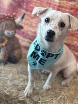 Elroy - cuddle King -  Rat Terrier and Chihuahua Dog for Adoption in Houston, Texas - Elroy - Cuddle King | PetCurious