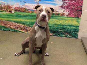 A552294 -  Pit Bull Terrier and Mixed Breed Dog for Adoption in Moreno Valley, California - A552294 | PetCurious
