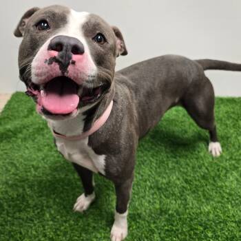 Rescue Pit Bull Terrier Dogs for Adoption in Columbia, Missouri - Blue | PetCurious