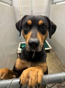 Rescue Rottweiler Dogs for Adoption in Edinburg, Virginia - Bear | PetCurious