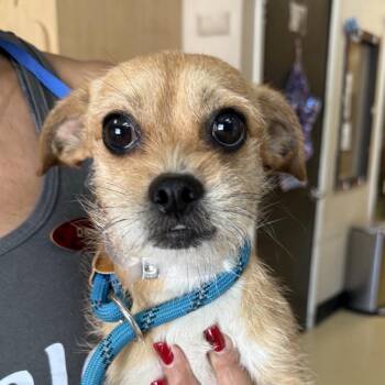 Stitch - Chino Hills Location -  Terrier and Chihuahua Dog for Adoption in Chino Hills, California - Stitch - Chino Hills Location | PetCurious