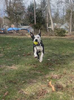 American Staffordshire Terrier Dogs Available for Adoption - Bella | PetCurious