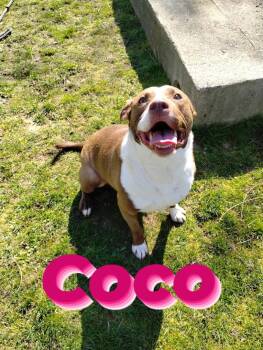 Rescue Mixed Breed Dogs for Adoption in Fennville, Michigan - Coco | PetCurious
