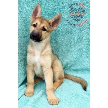 German Shepherd Dog Dogs Available for Adoption - Gigi | PetCurious
