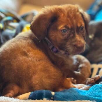 Aero -  Dachshund and Mixed Breed Dog for Adoption in Helena, Alabama - Aero | PetCurious