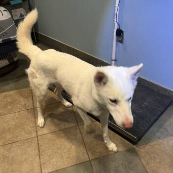 Mixed Breed Dogs Available for Adoption - Pluto | PetCurious