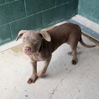 Artichoke -  Labrador Retriever and German Shorthaired Pointer Dog for Adoption in Carencro, Louisiana - Artichoke | PetCurious
