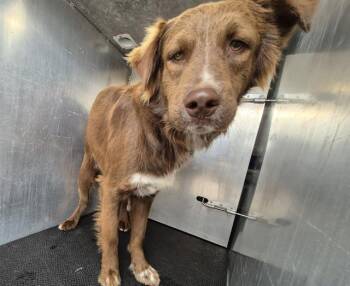 Labrador Retriever and Tibetan Terrier Dogs Available for Adoption - ROY | PetCurious