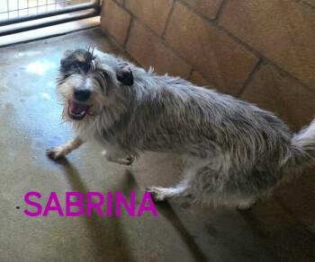 Sabrina -  Terrier and Mixed Breed Dog for Adoption in Severance, Colorado - Sabrina | PetCurious