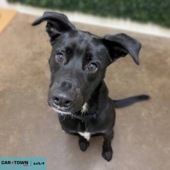 Rescue Shepherd Dogs for Adoption in Lexington, Kentucky - Frankie | PetCurious