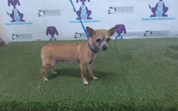 Chihuahua Dogs Available for Adoption in Orlando, Florida - PEANUT | PetCurious