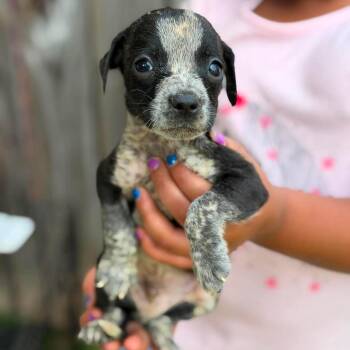 Janine -  Mixed Breed Dog for Adoption in Buffalo, Minnesota - Janine | PetCurious