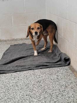 Rescue Beagle Dogs for Adoption in Republic, Missouri - Tuna | PetCurious