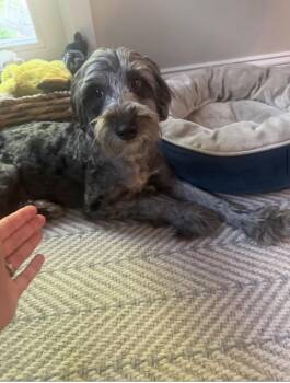 Ricky -  Portuguese Water Dog and Poodle Dog Available for Adoption in Semmes, Alabama - Ricky | PetCurious