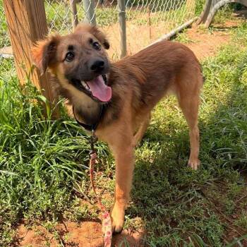 CT Dopey -  Shepherd Dog for Adoption in Eastford, Connecticut - CT Dopey | PetCurious