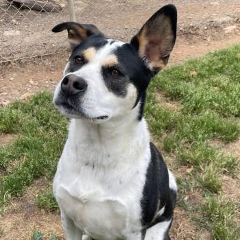 Australian Cattle Dog Blue Heeler and Australian Kelpie Dogs Available for Adoption in Sautee Nacoochee, Georgia - Layla | PetCurious
