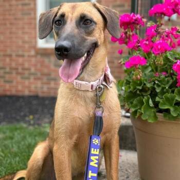 Rescue Terrier and Hound Dogs for Adoption in Fairfax, Virginia - Pumpkin | PetCurious